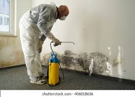 Best Basement Mold Removal  in Park City, KS